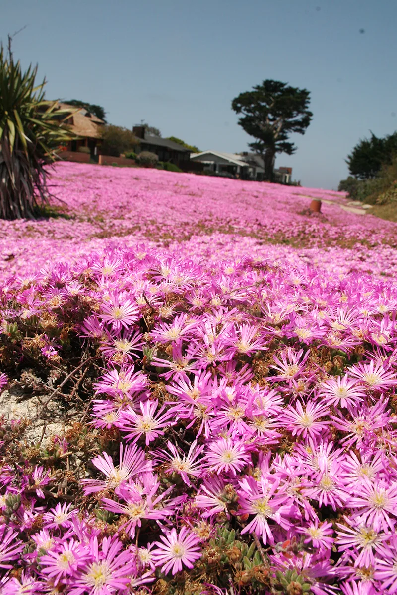 A carpet of magenta ice plant flowers covering a coastal embankment in Monterey, a Monterey Cypress in the background.