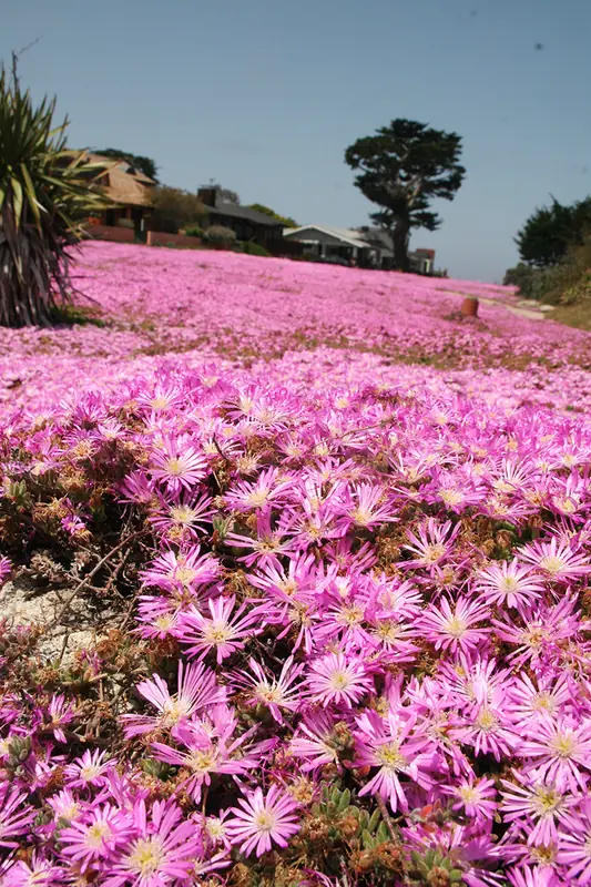 A carpet of magenta ice plant flowers covering a coastal embankment in Monterey, a Monterey Cypress in the background.